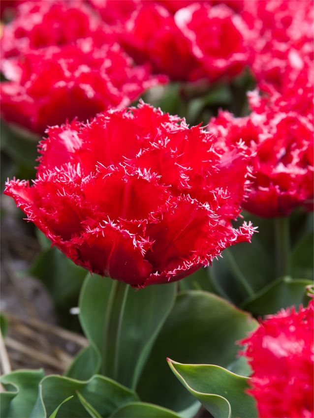 Tulipa 'Bendigo' - Tulpe