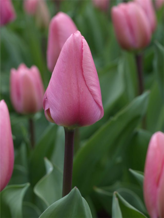 Tulipa 'Big Love' - Tulpe