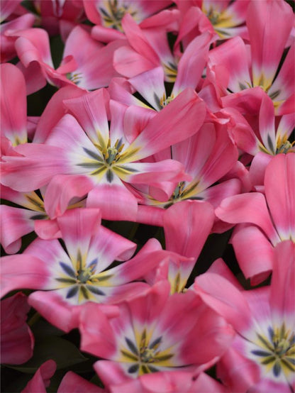 Tulipa 'Big Love' - Tulpe