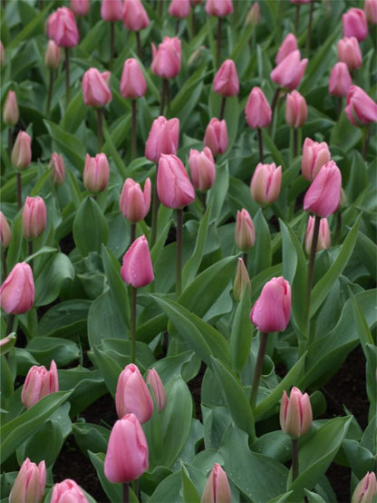 Tulipa 'Big Love' - Tulpe
