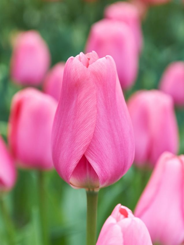 Tulpen Big love