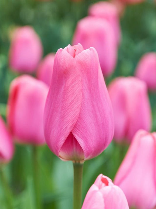 Tulpen Big love