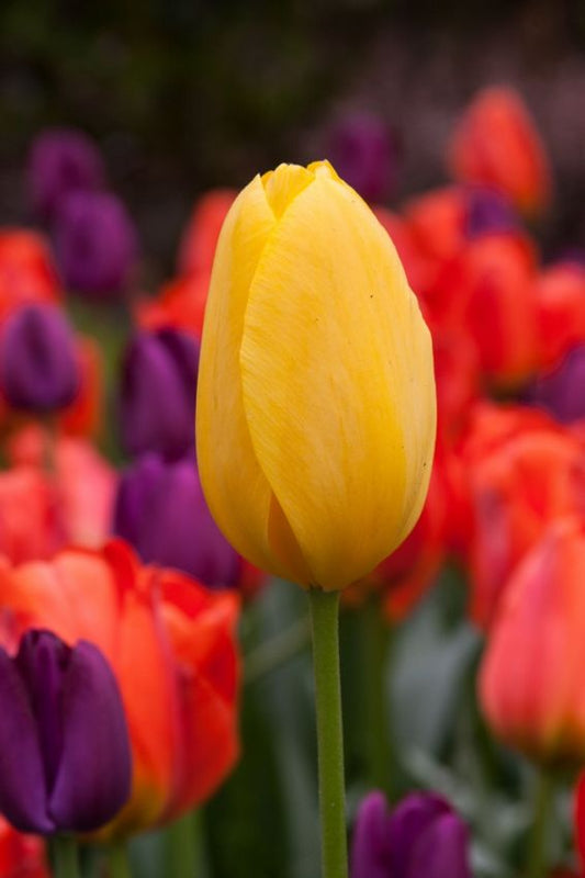 Tulpen Big smile