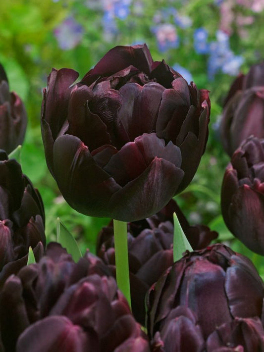 Tulpen Black hero