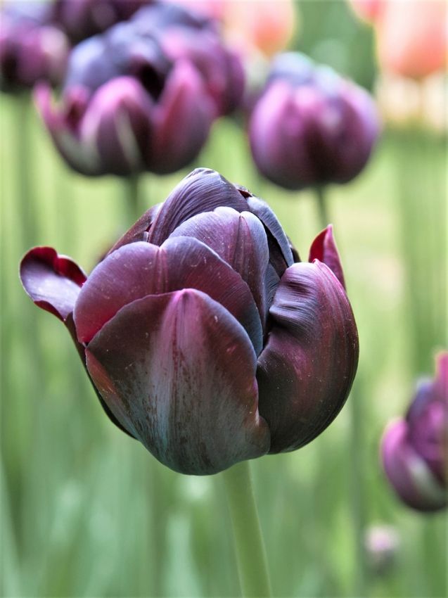 Tulipa 'Black Hero' - Tulpe