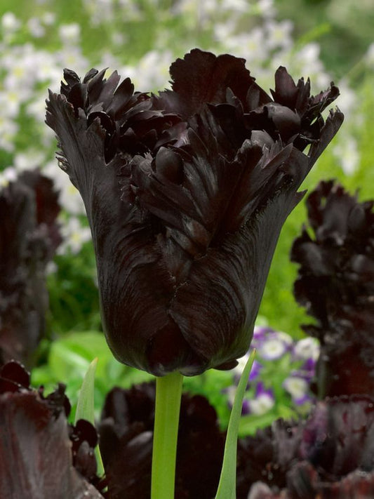 Tulpen Black parrot