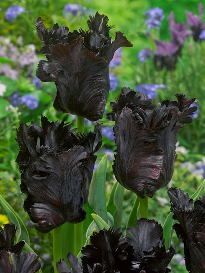 Tulipa 'Black Parrot' - Tulpe