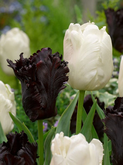 Tulipa 'Black Parrot' - Tulpe
