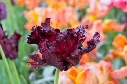 Tulipa 'Black Parrot' - Tulpe