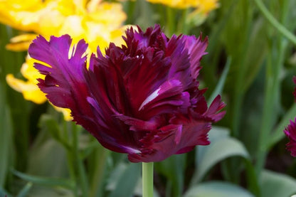 Tulipa 'Black Parrot' - Tulpe