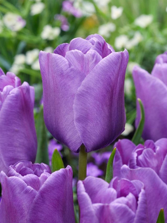 Tulpen Bleu aimable
