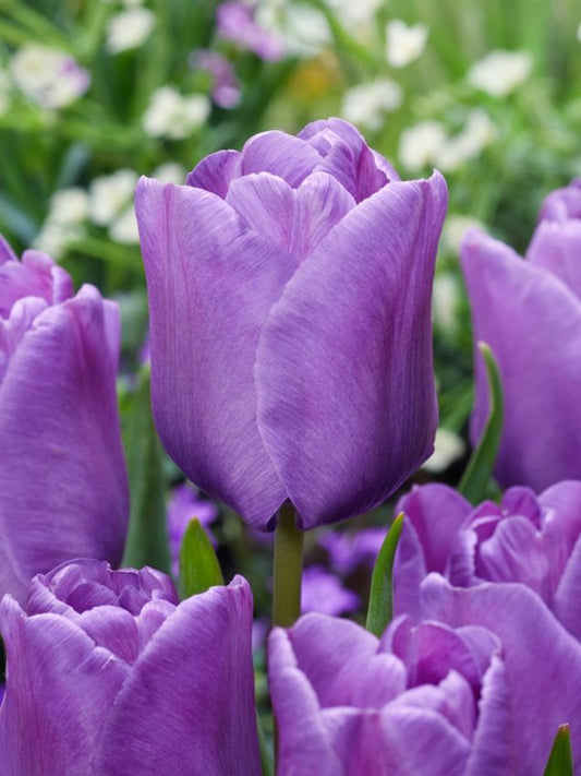 Tulpen Bleu aimable