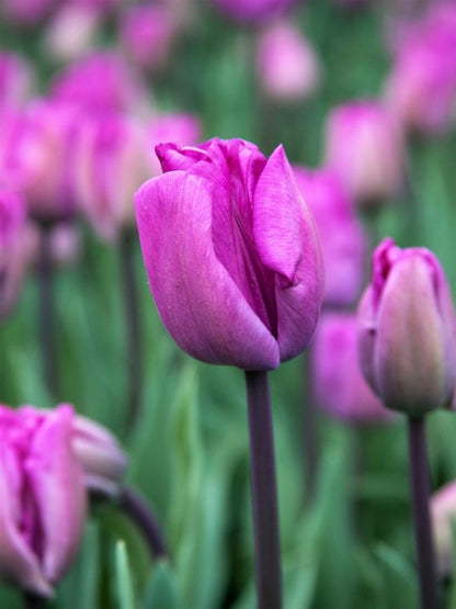Tulpe 'Bleu Aimable' - 25 Stück
