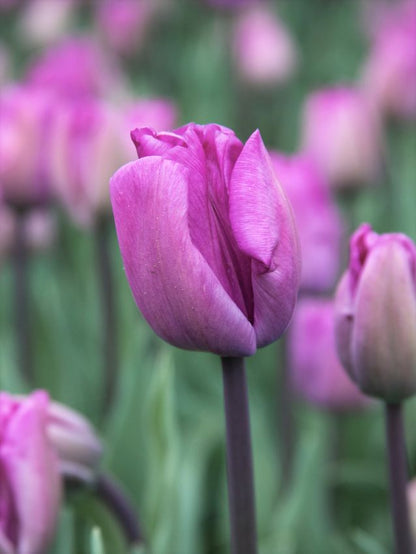 Tulpe 'Bleu Aimable' - 25 Stück