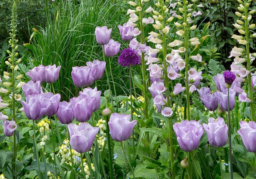 Tulpe 'Bleu Aimable' - 25 Stück