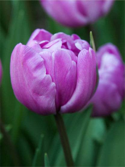 Tulpe 'Blue Diamond' - 25 Stück