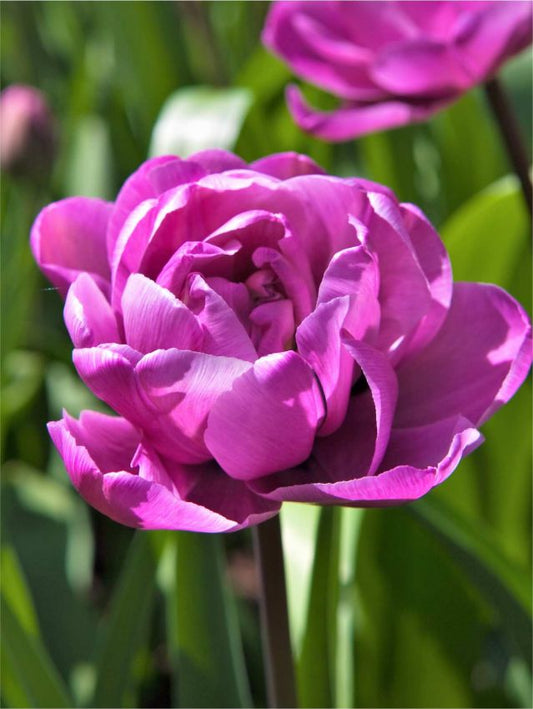 Tulpen Blue diamond