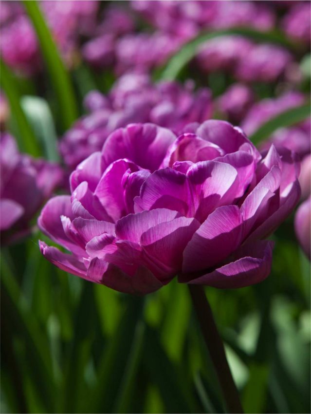 Tulpe 'Blue Diamond' - 25 Stück