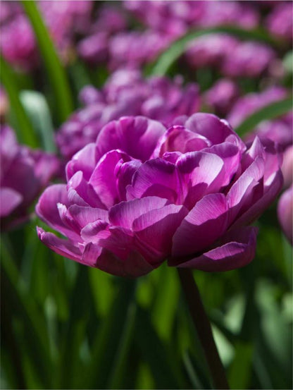 Tulpe 'Blue Diamond' - 25 Stück