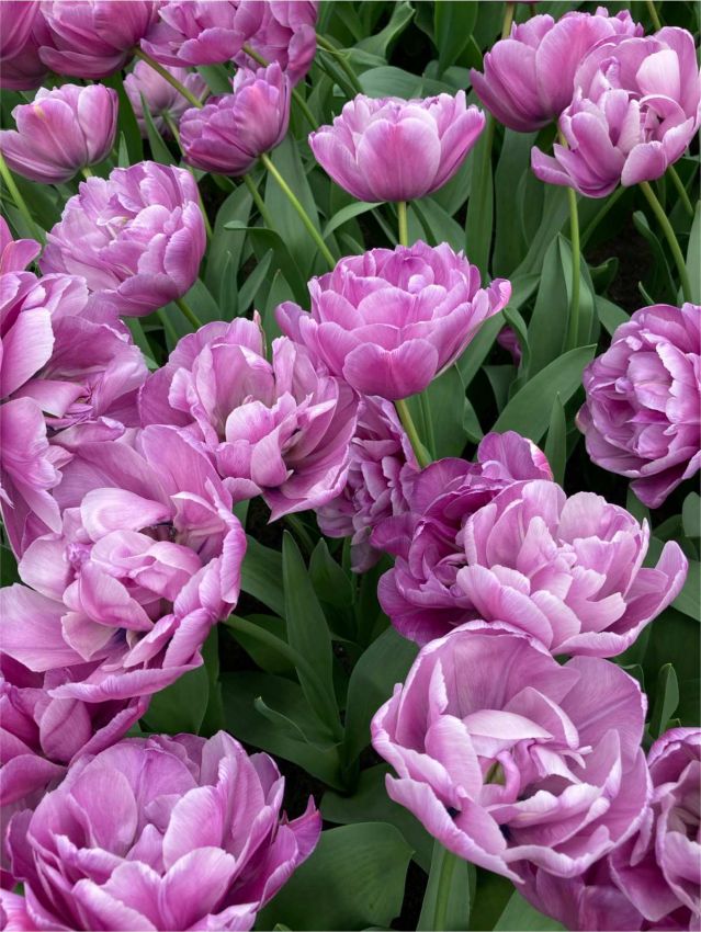 Tulpe 'Blue Diamond' - 25 Stück