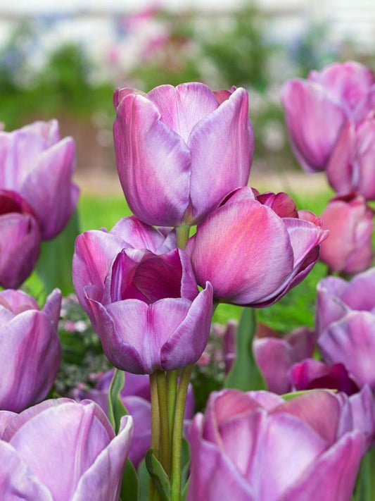 Tulpen Blue heaven