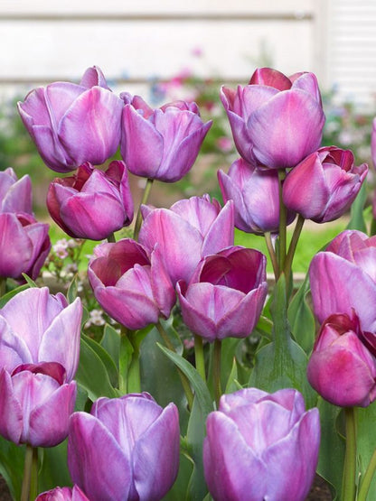 Tulpe 'Blue Heaven' - 20 Stück