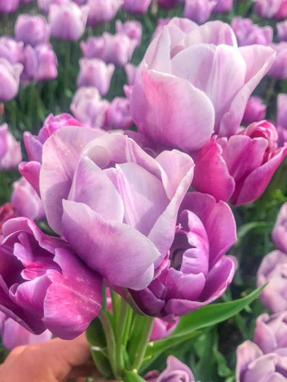 Tulpe 'Blue Heaven' - 20 Stück