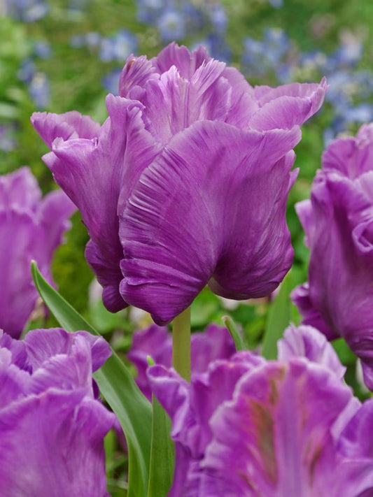 Tulpen Blue parrot