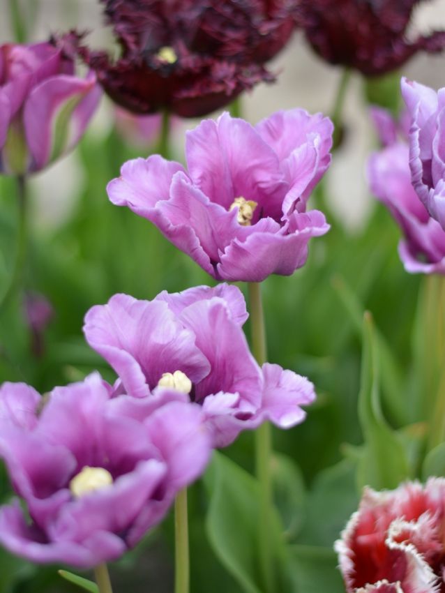 Tulipa 'Blue Parrot' - Tulpe