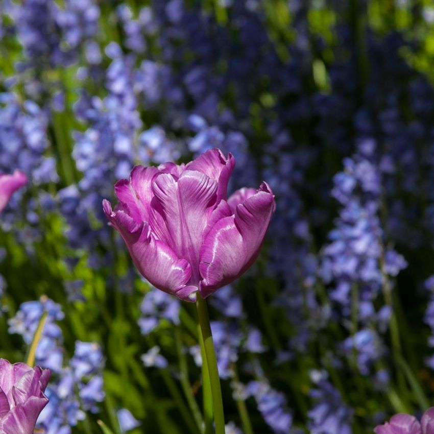 Tulipa 'Blue Parrot' - Tulpe