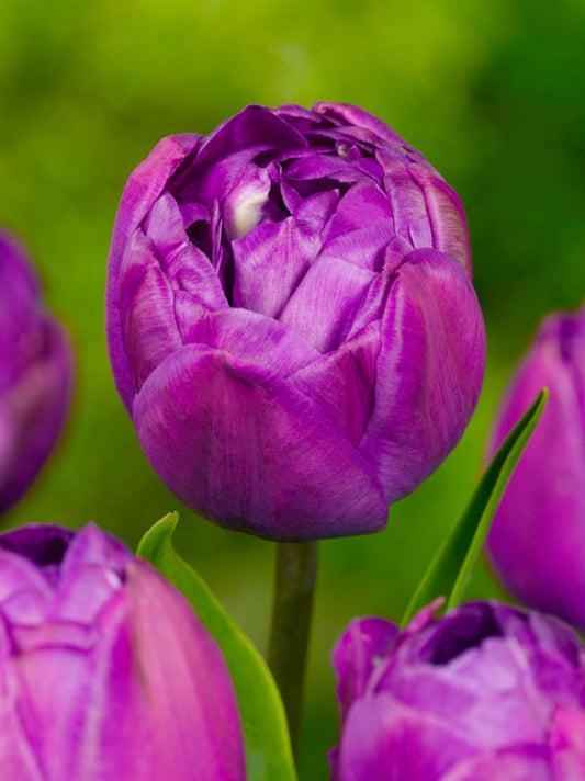 Tulpen Blue spectacle