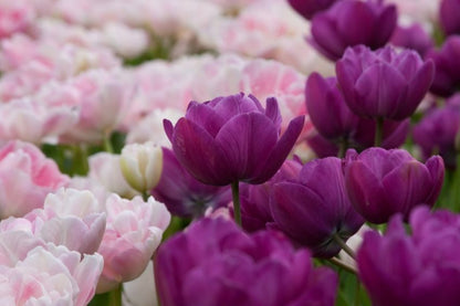 Tulipa 'Blue Spectacle' - Tulpe
