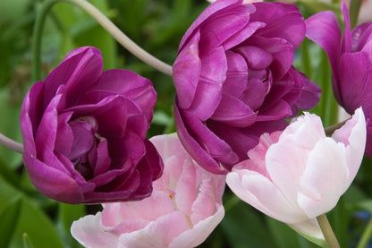Tulipa 'Blue Spectacle' - Tulpe