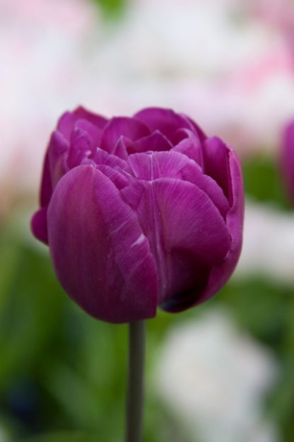 Tulipa 'Blue Spectacle' - Tulpe
