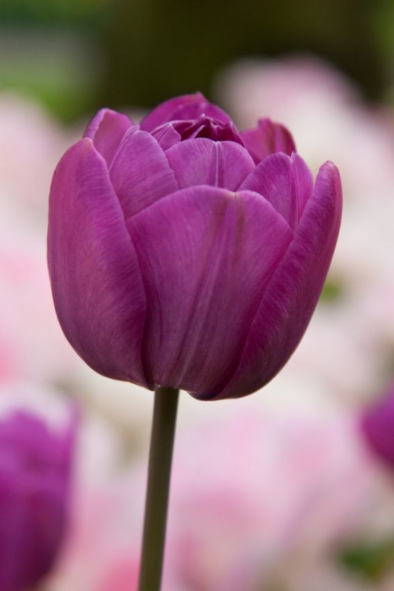 Tulipa 'Blue Spectacle' - Tulpe