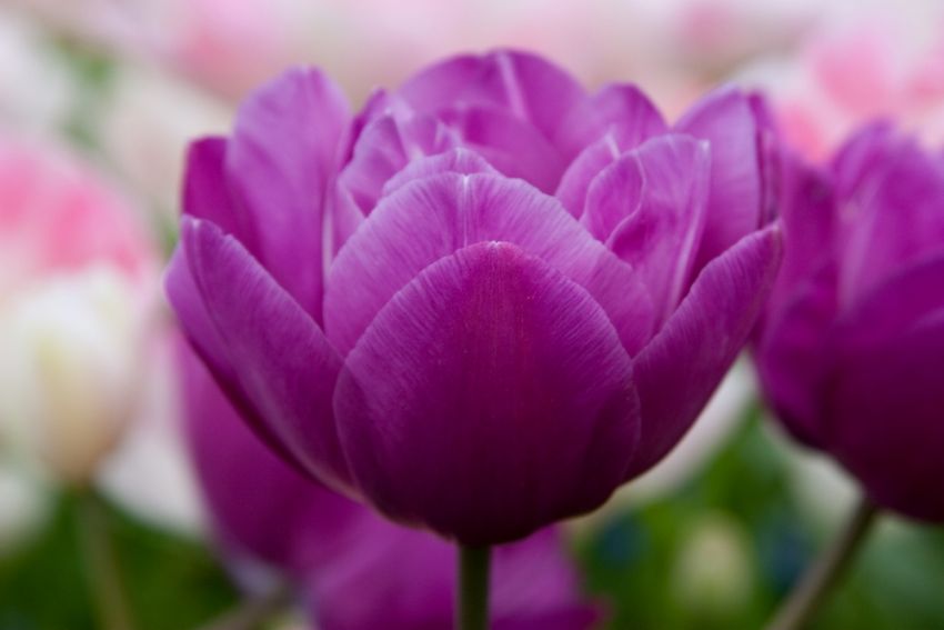 Tulipa 'Blue Spectacle' - Tulpe