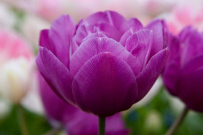 Tulipa 'Blue Spectacle' - Tulpe