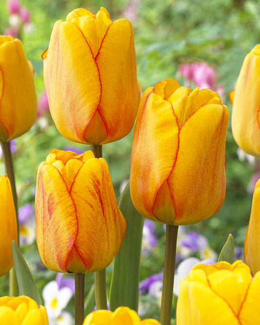 Tulpen Blushing apeldoorn