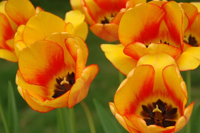 Tulpe 'Blushing Apeldoorn' - 25 Stück