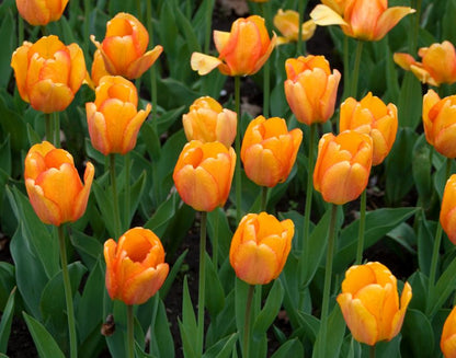 Tulpe 'Blushing Apeldoorn' - 25 Stück