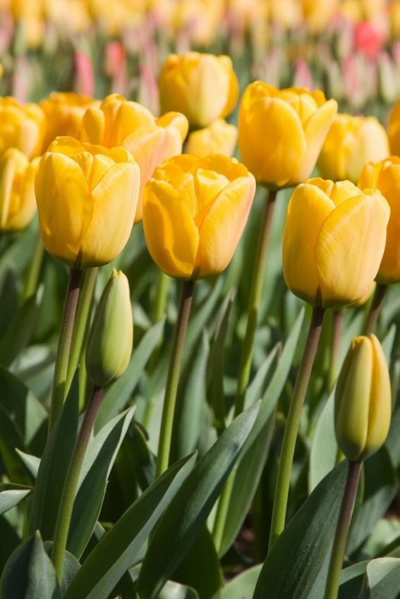Tulpe 'Blushing Apeldoorn' - 25 Stück