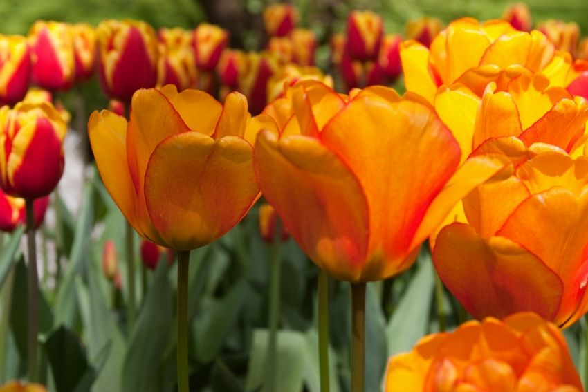 Tulpe 'Blushing Apeldoorn' - 25 Stück