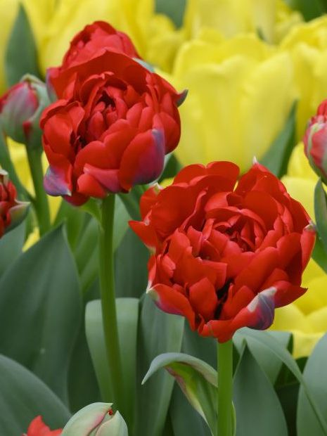 Tulipa 'Bombastic Red' - Tulpe