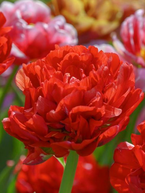 Tulpen Bombastic red