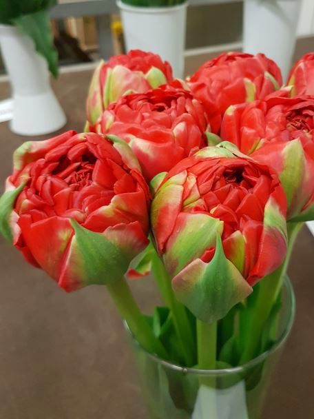 Tulipa 'Bombastic Red' - Tulpe