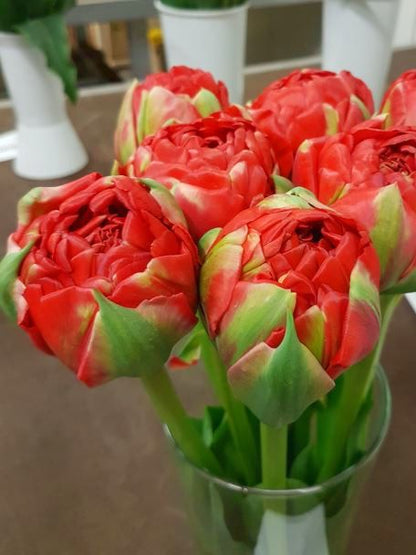 Tulipa 'Bombastic Red' - Tulpe