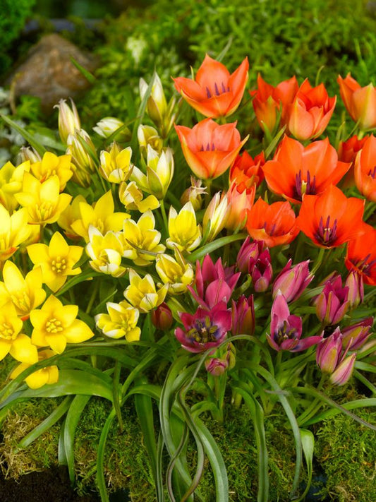 Tulpen Mischung verwilderungstulpen