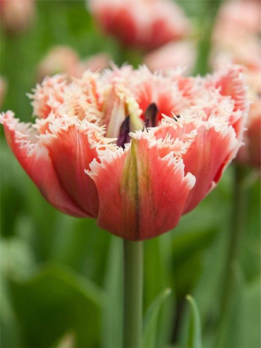 Tulpen Brest
