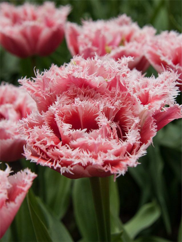 Tulpe 'Brest' - 25 Stück