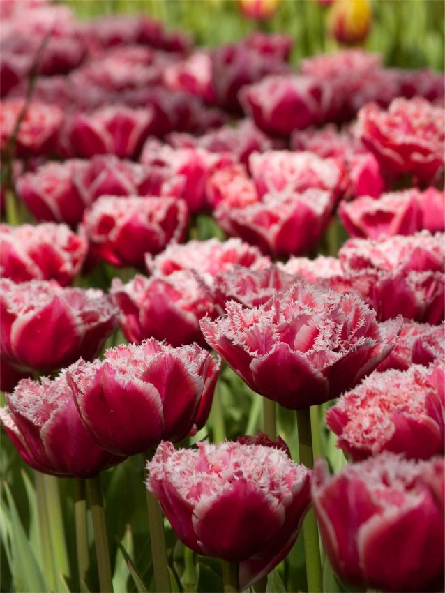 Tulpe 'Brest' - 25 Stück